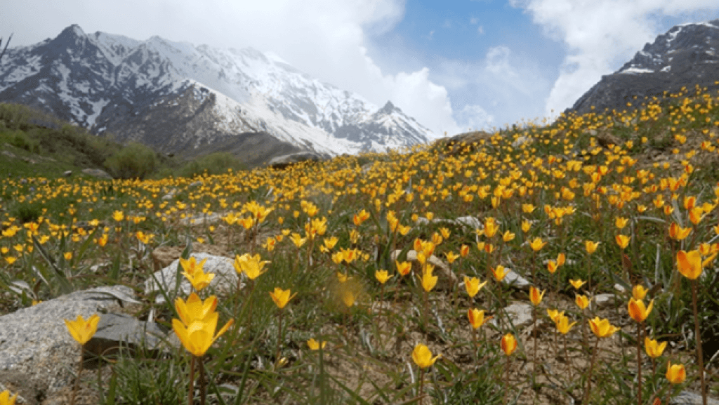 Suru valley Fertility Queen Tour by Smart Family Vacations